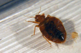 Bed Bugs 