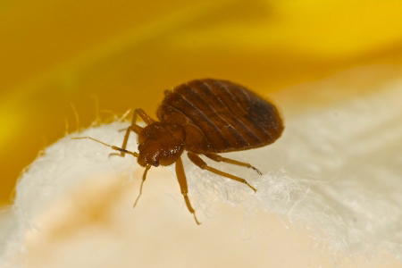 Bed Bugs Extermination