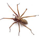 spider extermination