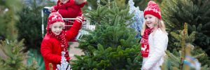 Christmas Tree Safety
